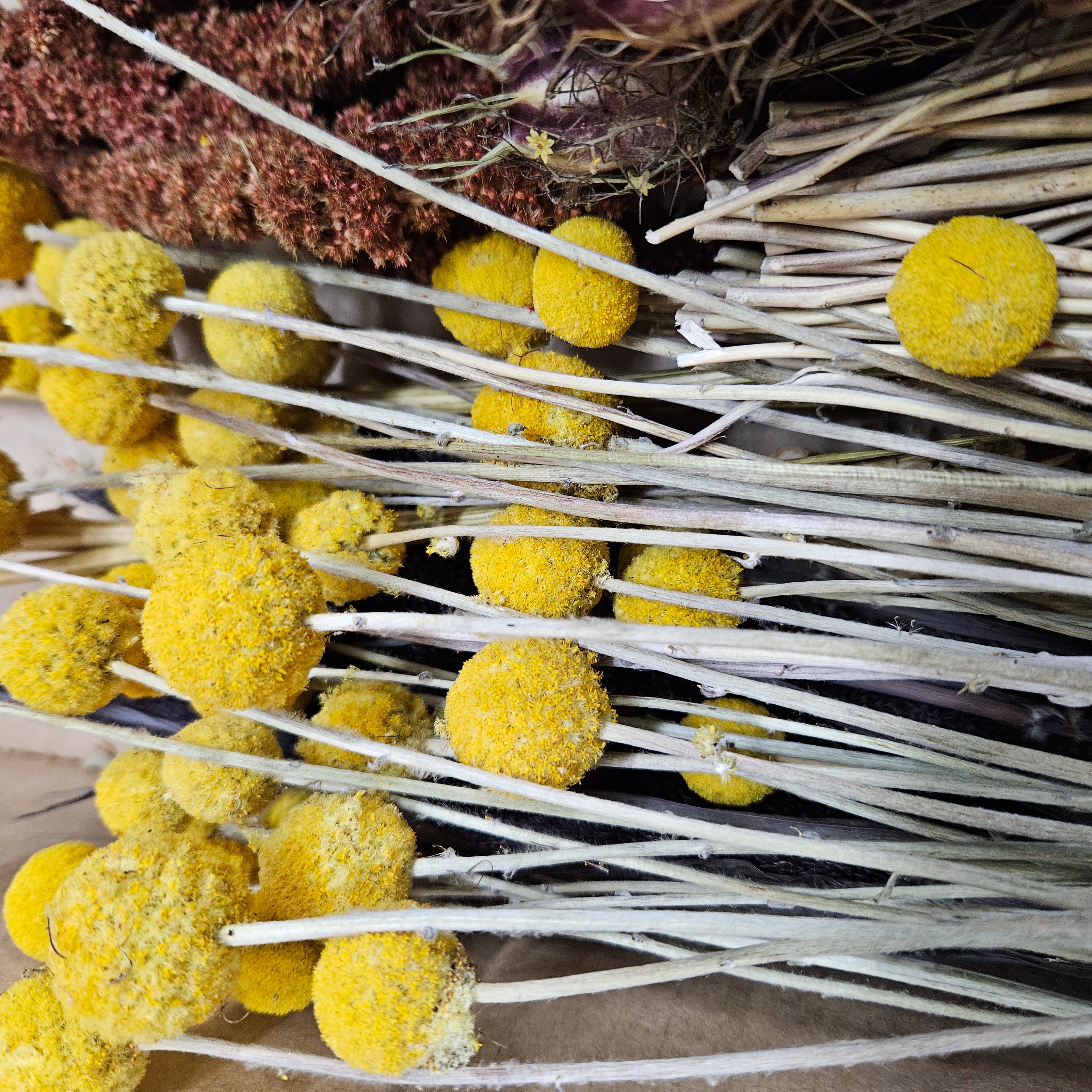 Dried Flowers Nelson Flower Company