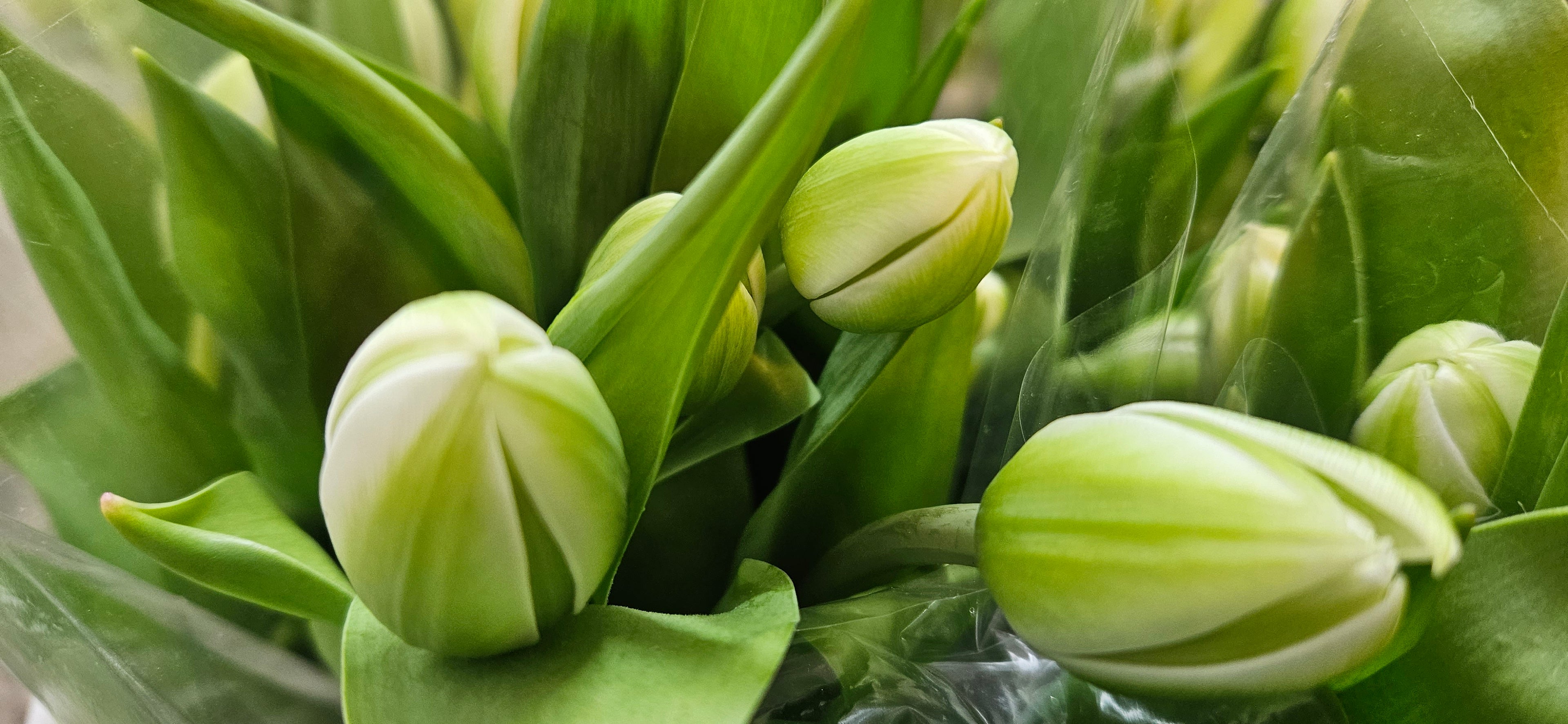 Green budding flowers.