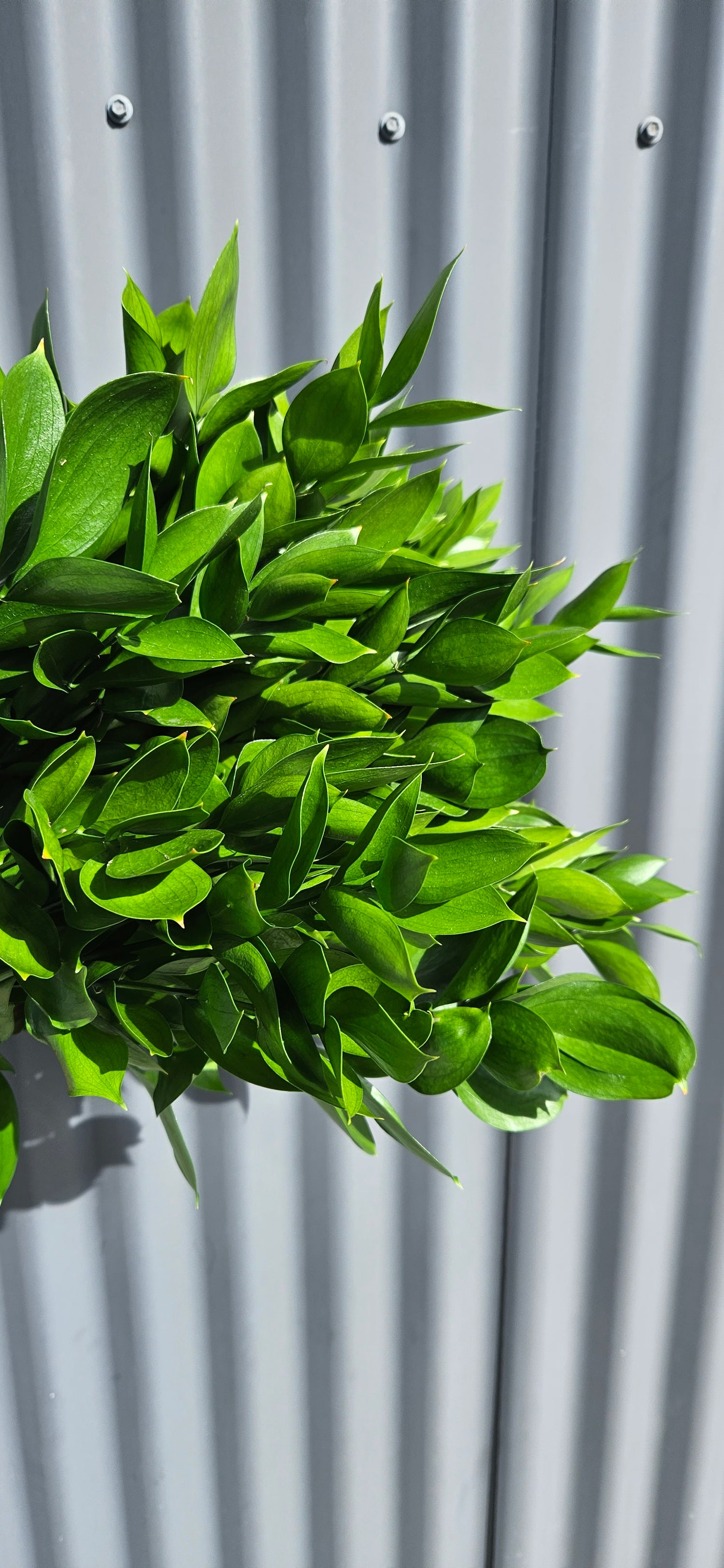 Fresh Greenery