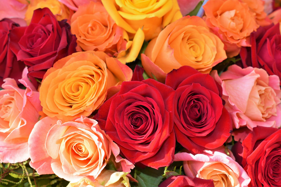 Red, orange and pink roses in a bunch.