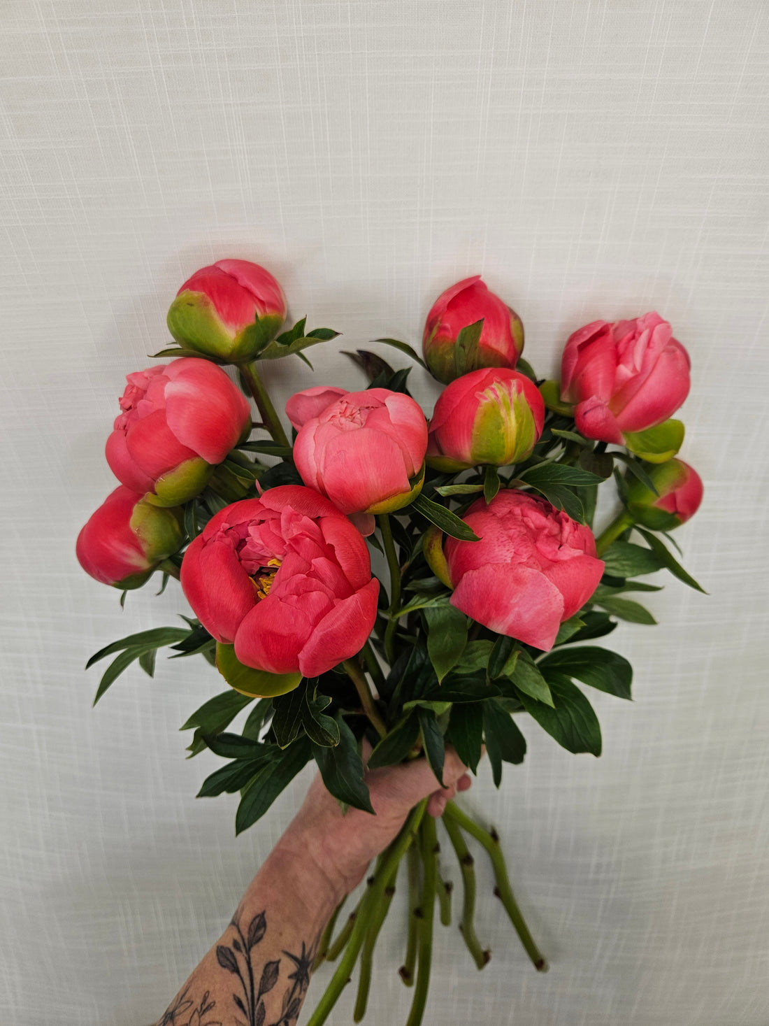 Bunch of pink coral peony flowers held in hands